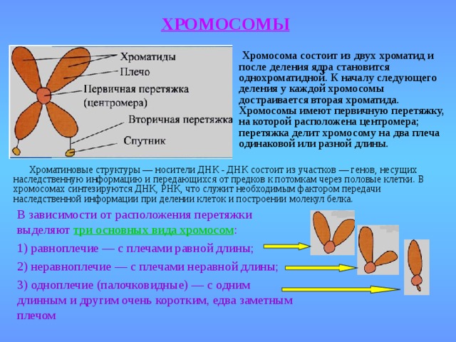 ХРОМОСОМЫ  Хромосома состоит из двух хроматид и после деления ядра становится однохроматидной. К началу следующего деления у каждой хромосомы достраивается вторая хроматида. Хромосомы имеют первичную перетяжку, на которой расположена центромера; перетяжка делит хромосому на два плеча одинаковой или разной длины.   Хроматиновые структуры — носители ДНК - ДНК состоит из участков — генов, несущих наследственную информацию и передающихся от предков к потомкам через половые клетки. В хромосомах синтезируются ДНК, РНК, что служит необходимым фактором передачи наследственной информации при делении клеток и построении молекул белка. В зависимости от расположения перетяжки выделяют три основных вида хромосом : 1) равноплечие — с плечами равной длины; 2) неравноплечие — с плечами неравной длины; 3) одноплечие (палочковидные) — с одним длинным и другим очень коротким, едва заметным плечом 16 