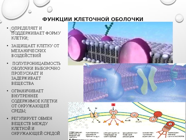 Функции клеточной оболочки   определяет и поддерживает форму клетки; защищает клетку от механических воздействий  Полупроницаемость оболочки выборочно пропускает и задерживает вещества ограничивает внутреннее содержимое клетки от окружающей среды; регулирует обмен веществ между клеткой и окружающей средой 