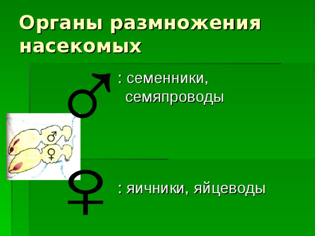 Органы размножения насекомых  : семенники, семяпроводы  : яичники, яйцеводы 