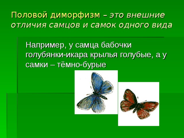 Половой диморфизм – это внешние отличия самцов и самок одного вида  Например, у самца бабочки голубянки-икара крылья голубые, а у самки – тёмно-бурые 