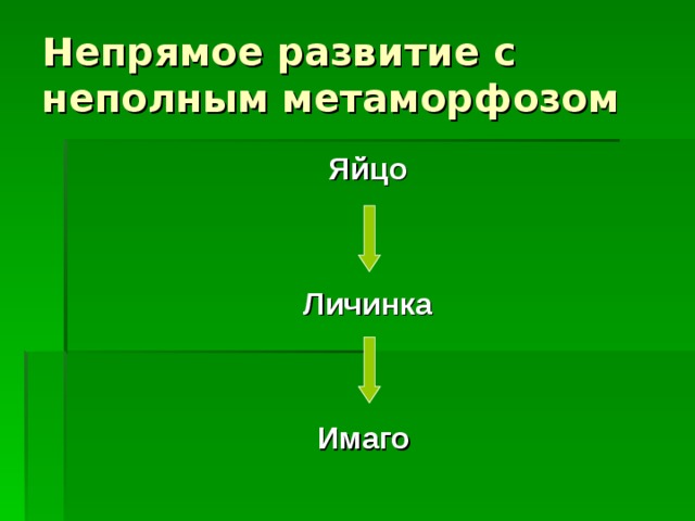 Прямое развитие  (без метаморфоза) Из яйца выходят особи, отличающиеся от взрослых малыми размерами и недоразвитием половых органов Характерно для низших бескрылых насекомых (ногохвосток) 