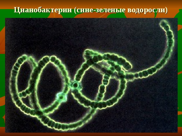 Цианобактерии (сине-зеленые водоросли) 