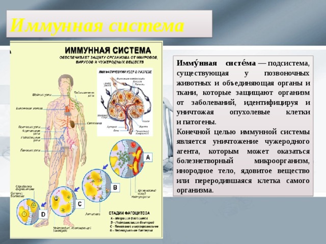Функцию иммунной системы выполняет. Иммунная система объединяет органы и ткани. Схема иммунной системы организма человека биология 8 класс. Иммунная система органов 8 класс биология. Функции иммунной системы 8 класс.