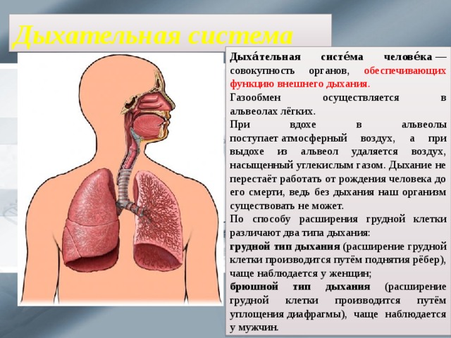 Много информации о легких. Органы дыхательной системы. Система органов дыхания человека. Дыхательная система презентация. Доклад на тему органы дыхательной системы.