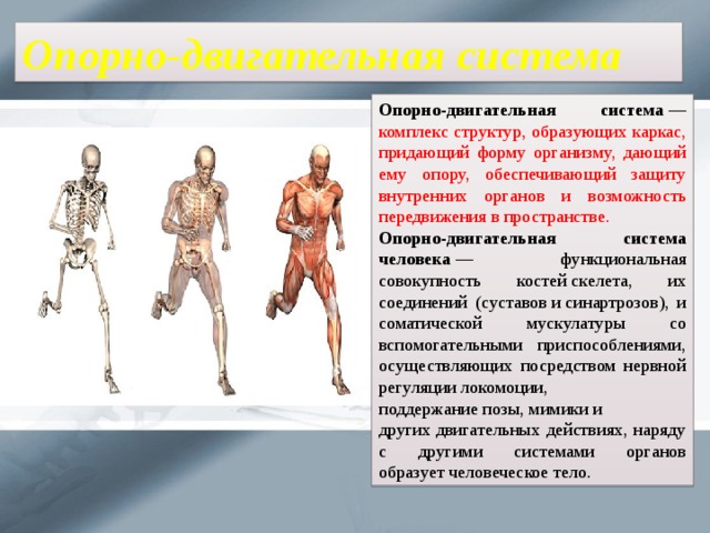 Опорно-двигательная система Опорно-двигательная система  — комплекс структур, образующих каркас, придающий форму организму, дающий ему опору, обеспечивающий защиту внутренних органов и возможность передвижения в пространстве. Опорно-двигательная система человека  — функциональная совокупность костей скелета, их соединений (суставов и синартрозов), и соматической мускулатуры со вспомогательными приспособлениями, осуществляющих посредством нервной регуляции локомоции, поддержание позы, мимики и других двигательных действиях, наряду с другими системами органов образует человеческое тело. 