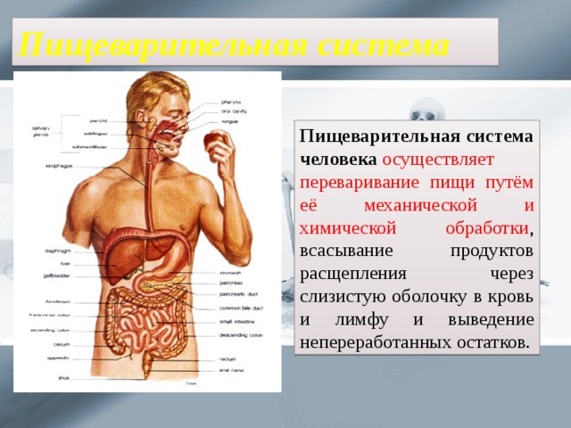 Слизистые органы человека. Пищеварительная система человека биология. Топография органов пищеварения. Уровни организации пищеварительной системы человека. Пищеварительная система человека конспект.