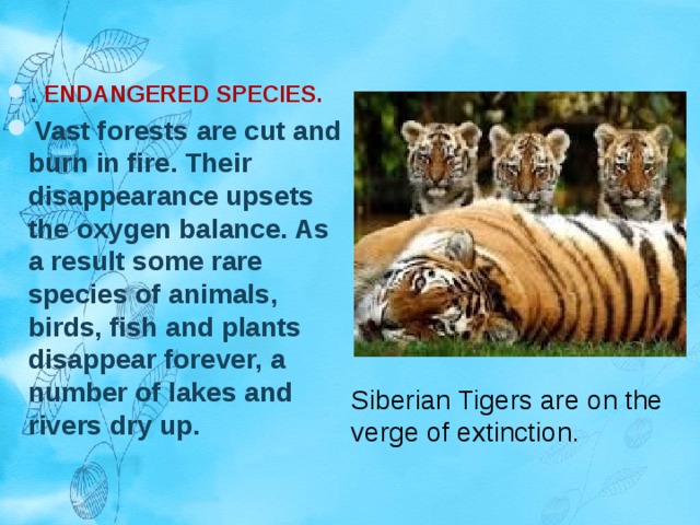 . ENDANGERED SPECIES. Vast forests are cut and burn in fire. Their disappearance upsets the oxygen balance. As a result some rare species of animals, birds, fish and plants disappear forever, a number of lakes and rivers dry up. Siberian Tigers are on the verge of extinction. 