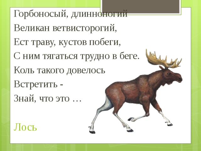 Загадка про лося. Загадка про лося для детей. Загадка про лосенка для детей. Загадки о животных для детей Лось.