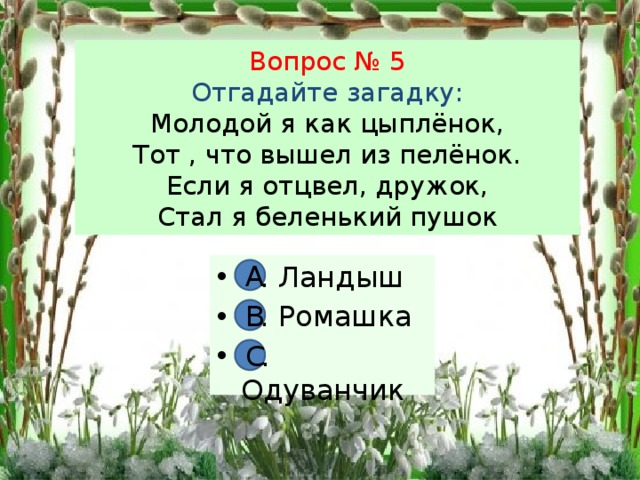 Вопрос № 5  Отгадайте загадку:  Молодой я как цыплёнок,  Тот , что вышел из пелёнок.  Если я отцвел, дружок,  Стал я беленький пушок А. Ландыш В. Ромашка С. Одуванчик А В С 