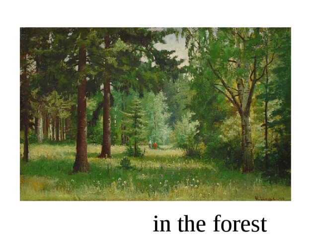 in the forest 