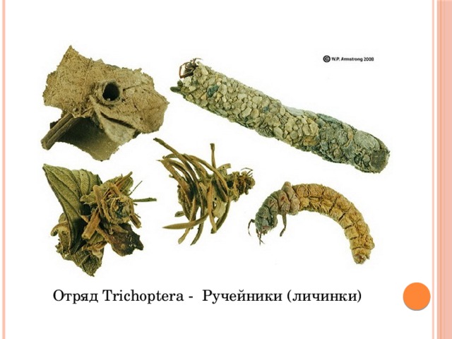 Отряд Trichoptera - Ручейники (личинки) 