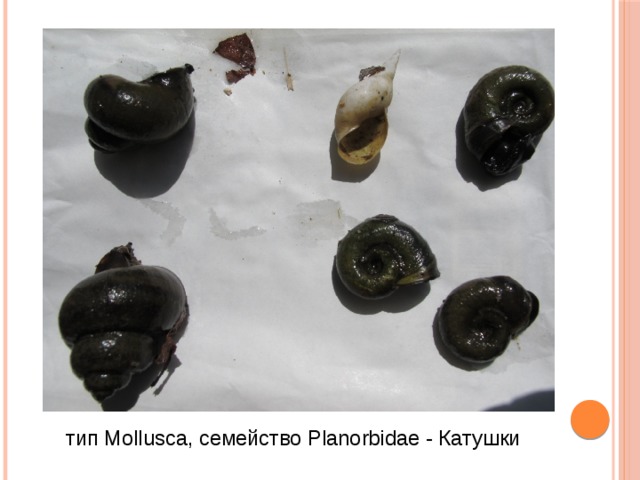 тип Mollusca, семейство Planorbidae - Катушки 