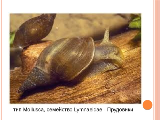 тип Mollusca, семейство Lymnaeidae - Прудовики 