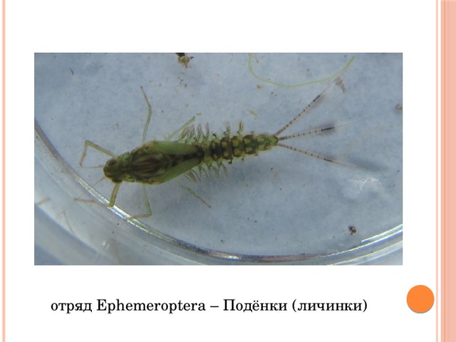 отряд Ephemeroptera – Подёнки (личинки) 