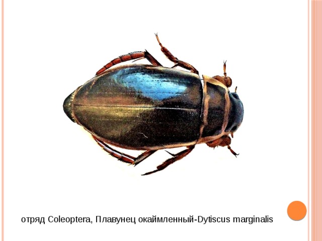 отряд Coleoptera, Плавунец окаймленный-Dytiscus marginalis 