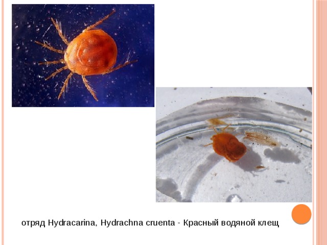 отряд Hydracarina, Hydrachna cruenta - Красный водяной клещ 