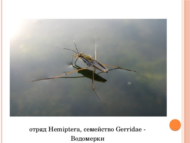 отряд Hemiptera, семейство Gerridae - Водомерки 