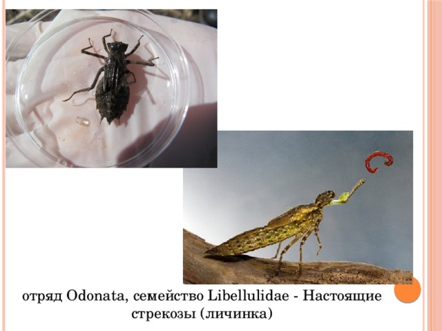 отряд Odonata, семейство Libellulidae - Настоящие стрекозы (личинка) 