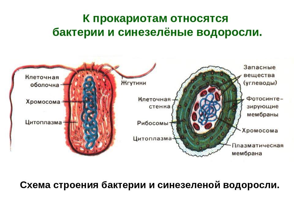 Чем отличается бактериальная клетка от. Схема строения прокариотической клетки цианобактерий. Схема строения бактерии и сине зеленой водоросли. Схема строения клетки цианобактерий. Строение прокариотических бактерий.