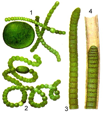 Зеленые водоросли форма. Цианобактерии носток. Цианобактерия Анабена. Носток и Анабена. Цианобактерии Анабена строение.