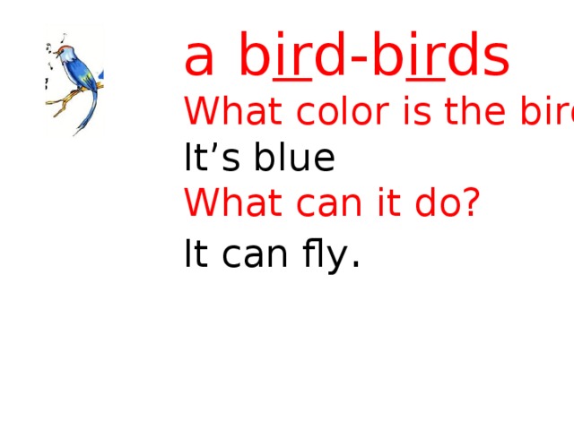 a b ir d-b ir ds What color is the bird? It’s blue What can it do? It can fly . 