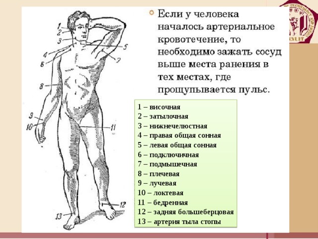 Аплодировать шпионаж распропагандировать плечо. Точки прижатия артерий для остановки кровотечения. Локтевая точка прижатия. Подключичная плечевая подмышечная. Пальцевое прижатие бедренной артерии.