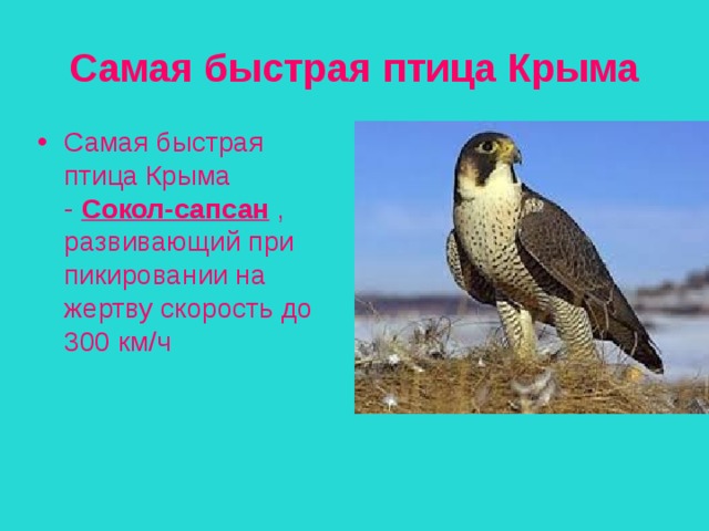 Самая быстрая птица Крыма Самая быстрая птица Крыма -  Сокол-сапсан  , развивающий при пикировании на жертву скорость до 300 км/ч 