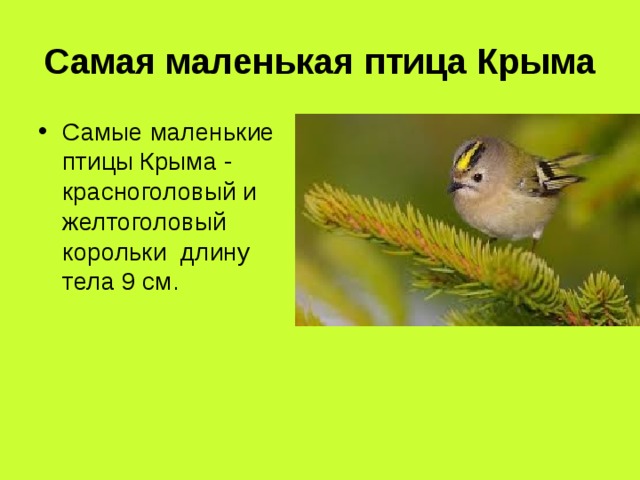 Самая маленькая птица Крыма Самые маленькие птицы Крыма - красноголовый и желтоголовый корольки длину тела 9 см.  