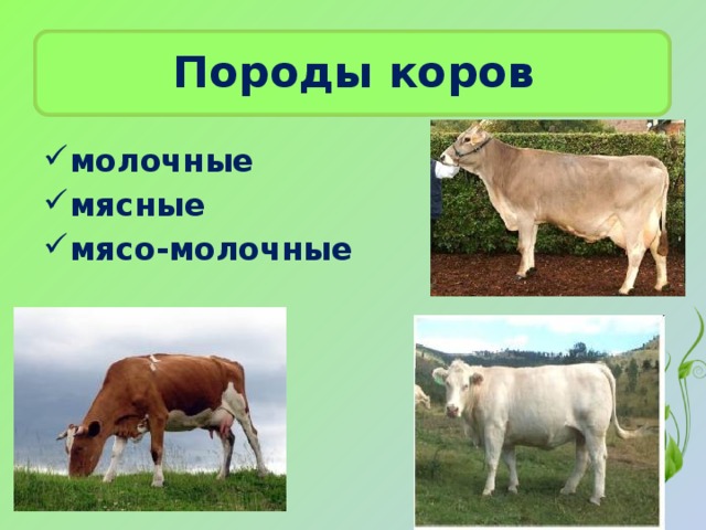 Рассмотрите изображения коров разных пород выберите ту которая относится к молочному направлению