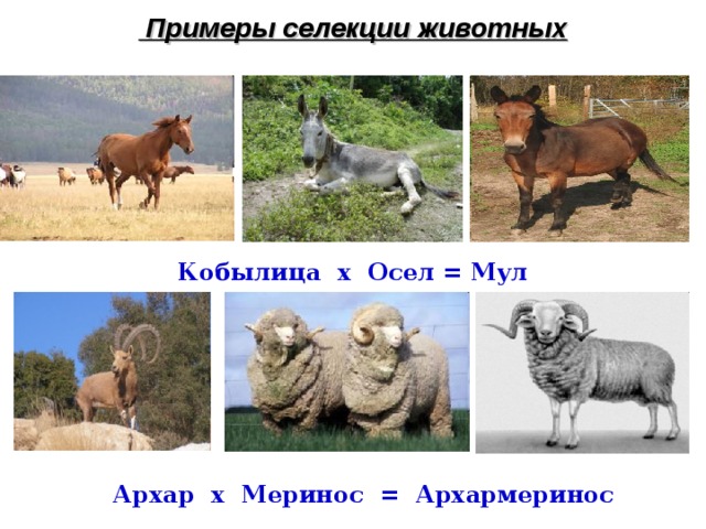  Примеры селекции животных Кобылица х Осел = Мул Архар х Меринос = Архармеринос 