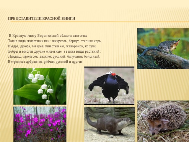 Животные из красной книги воронежской области фото и описание