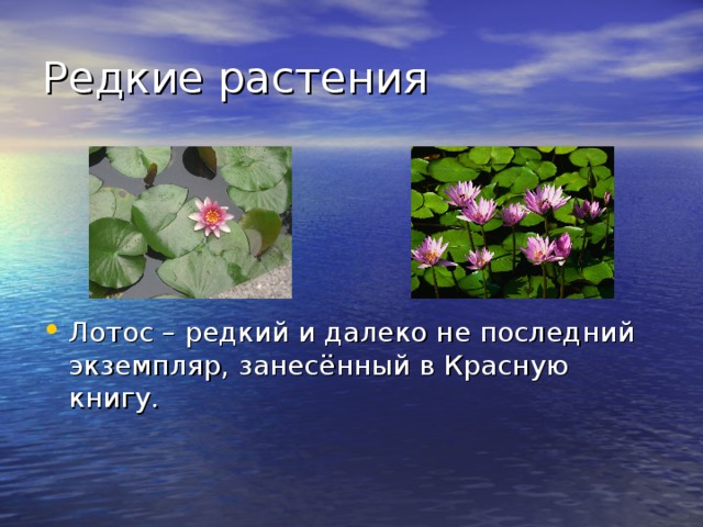 Лотос – редкий и далеко не последний экземпляр, занесённый в Красную книгу. 