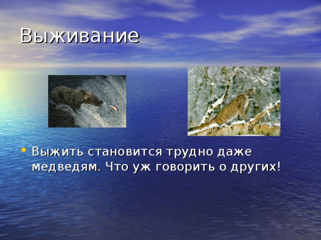 Выжить становится трудно даже медведям. Что уж говорить о других! 
