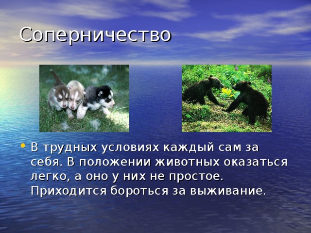 В трудных условиях каждый сам за себя. В положении животных оказаться легко, а оно у них не простое. Приходится бороться за выживание. 