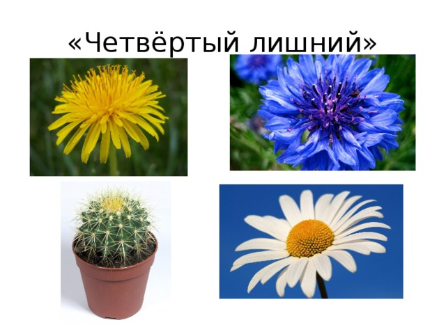 Цветов четвертая