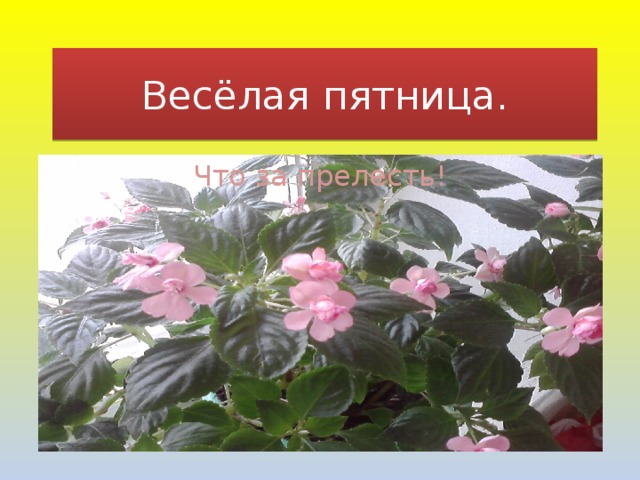 Весёлая пятница. Что за прелесть! 