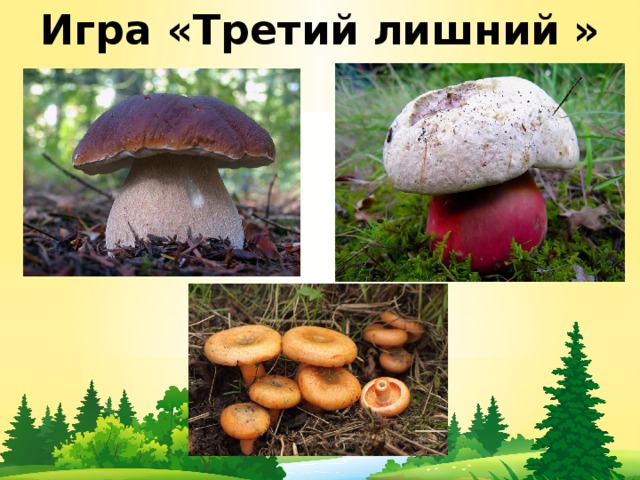 Грибы растения животные что лишнее. Третий лишний грибы. Игра четвертый лишний грибы. Картинки для детей на тему грибы четвертый лишний. Найти лишний гриб биология.
