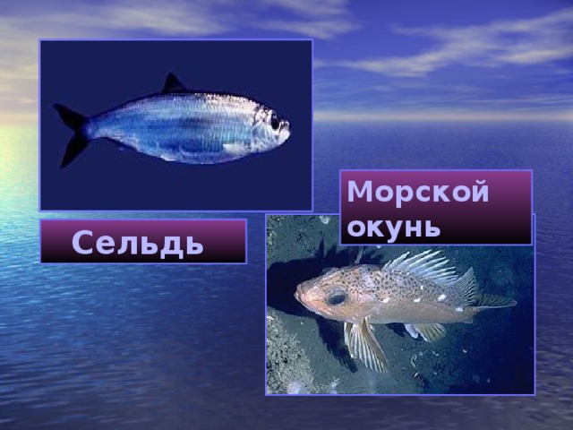 Морской окунь Сельдь  