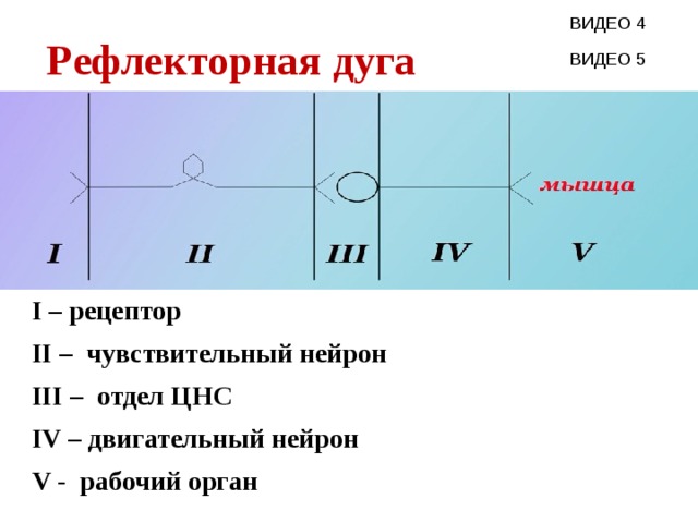 Рефлекторная дуга ВИДЕО 4 ВИДЕО 5 I – рецептор II – чувствительный нейрон III – отдел ЦНС IV – двигательный нейрон V - рабочий орган 