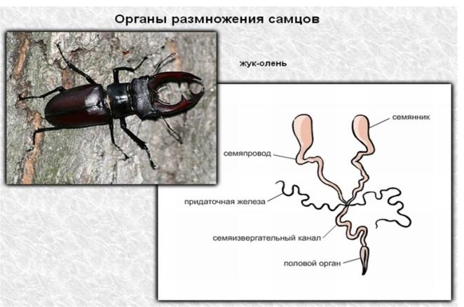 Какой тип развития характерен для жука оленя изображенного на рисунке