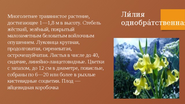 Растения занесенные в красную книгу дагестана с фото и описанием