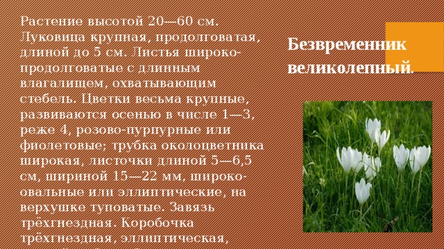 Растения занесенные в красную книгу дагестана с фото и описанием