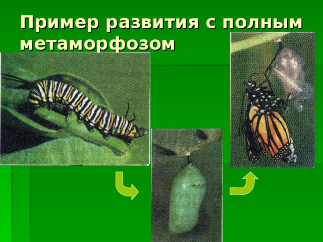 Куколка  – одна из стадий развития насекомых с полным превращением, являющаяся непитающейся и, как правило, неподвижной стадией. В организме куколки происходит формирование органов взрослого насекомого 