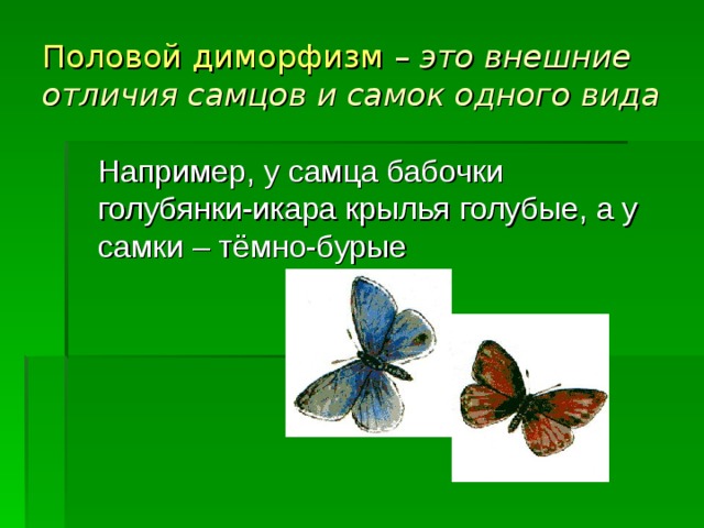 Половой диморфизм – это внешние отличия самцов и самок одного вида  Например, у самца бабочки голубянки-икара крылья голубые, а у самки – тёмно-бурые 