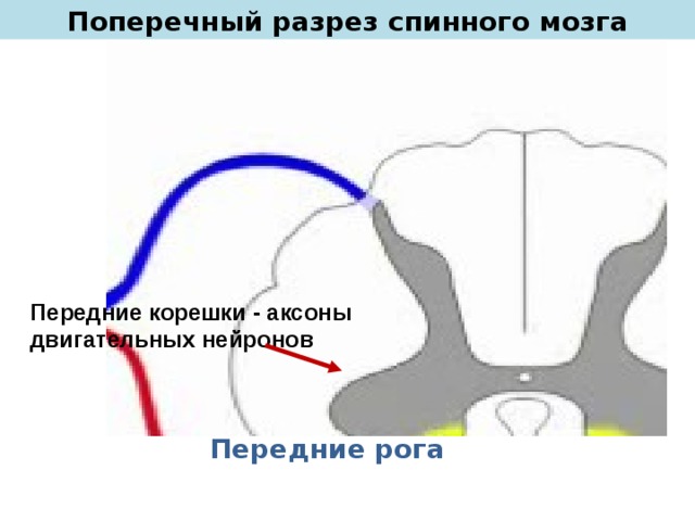 Поперечный разрез спинного мозга Передние корешки - аксоны двигательных нейронов Передние рога 