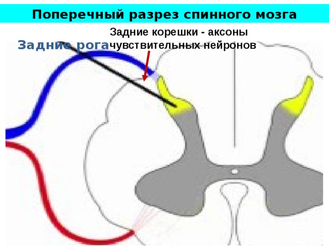 Поперечный разрез спинного мозга Задние корешки - аксоны чувствительных нейронов Задние рога 