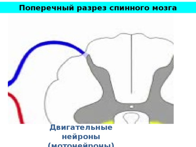 Поперечный разрез спинного мозга В передних рогах расположены тела двигательных нейронов (мотонейроны), по аксонам которых возбуждение достигает скелетных мышц конечностей и туловища, заставляя их сокращаться. Двигательные нейроны (мотонейроны)  