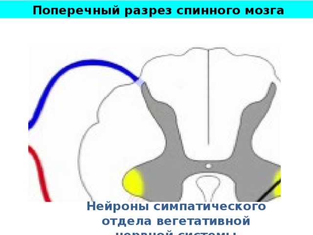 Поперечный разрез спинного мозга Нейроны симпатического отдела вегетативной нервной системы 