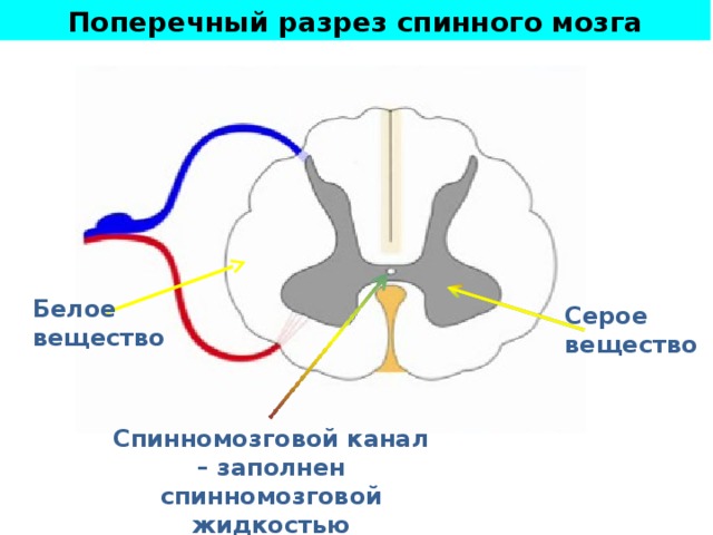 Поперечный разрез спинного мозга Белое вещество Серое вещество Передней и задней продольными бороздами он делится на две симметричные половины. На поперечном разрезе хорошо видно, что в центре спинного мозга вокруг спинномозгового канала находятся тела нейронов, образующие серое веще­ство спинного мозга. Вокруг серого вещества расположены отростки нерв­ных клеток самого спинного мозга, а также приходящие в спинной мозг ак­соны нейронов головного мозга и периферических нервных узлов, которые и образуют белое вещество спинного мозга. На поперечном разрезе серое вещество похоже на бабочку; в нем разли­чают передние, задние и боковые рога Спинномозговой канал – заполнен спинномозговой жидкостью  