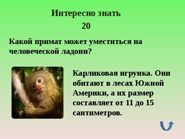 Интересно знать 20 Какой примат может уместиться на человеческой ладони? Карликовая игрунка. Они обитают в лесах Южной Америки, а их размер составляет от 11 до 15 сантиметров. 